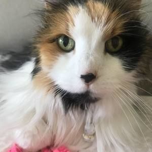 Meet your Posher, Belle